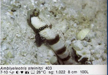 Amblyeleotris steinitzi